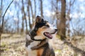 German Shepherd Border Collie Mix Breed Dog sitting in Forest Royalty Free Stock Photo