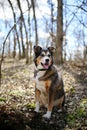 German Shepherd Border Collie Mix Breed Dog sitting in Forest Royalty Free Stock Photo