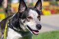 German Shepherd Border Collie Mix Focused at Object Off Camera