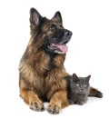 German shepherd and cat Royalty Free Stock Photo