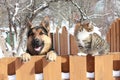German shepherd and a cat Royalty Free Stock Photo