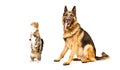 German Shepherd and cat Scottish Fold Royalty Free Stock Photo