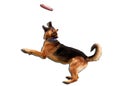 The German shepherd catches frisbee