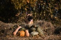 German Shepherd celebrates Halloween in park next to orange and green pumpkins against background of yellow autumn forest. Dog Royalty Free Stock Photo