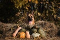 German Shepherd celebrates Halloween in park next to orange and green pumpkins against background of yellow autumn forest. Dog Royalty Free Stock Photo