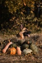 German Shepherd celebrates Halloween in park next to orange and green pumpkins against background of yellow autumn forest. Dog Royalty Free Stock Photo