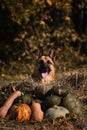 German Shepherd celebrates Halloween in park next to orange and green pumpkins against background of yellow autumn forest. Dog Royalty Free Stock Photo