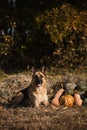 German Shepherd celebrates Halloween in park next to orange and green pumpkins against background of yellow autumn forest. Dog Royalty Free Stock Photo