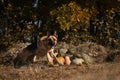 German Shepherd celebrates Halloween in park next to orange and green pumpkins against background of yellow autumn forest. Dog Royalty Free Stock Photo