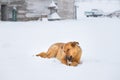 German Shepherd Chewing on a Bone in the Snow Royalty Free Stock Photo