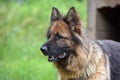 German Shepherd Royalty Free Stock Photo