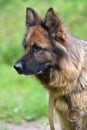 German Shepherd Royalty Free Stock Photo