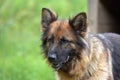 German Shepherd Royalty Free Stock Photo