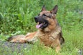 German Shepherd Royalty Free Stock Photo