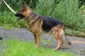German Shepherd Royalty Free Stock Photo