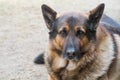 German shepherd in close-up