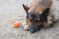 German shepherd in close-up