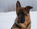 German shepherd close up portrait in winter with white snow Royalty Free Stock Photo