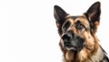 German Shepherd closeup pose, shiny eyes on isolated white background