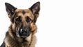 German Shepherd closeup sad pose, shiny eyes on isolated white background