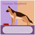 German shepherd colourful postcard