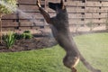 German Shepherd cools down in summer under a stream of water