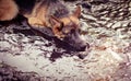 German Shepherd covered in mud Royalty Free Stock Photo