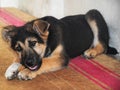 German shepherd cub Royalty Free Stock Photo