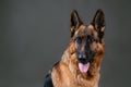 German Shepherd. Cute little face. Studio photo session