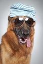 German shepherd in dark sunglasses. Funny portrait
