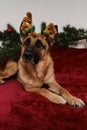 German shepherd with deer antlers celebrates New Year and Christmas. Creative poster. Design for postcard or puzzle. Dog on bed Royalty Free Stock Photo