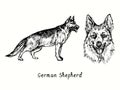 German Shepherd Deutshe SchÃÂ¤ferhund collection standing side view and head. Ink black and white doodle drawing Royalty Free Stock Photo