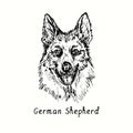 German Shepherd Deutshe SchÃÂ¤ferhund muzzle front view. Ink black and white doodle drawing Royalty Free Stock Photo