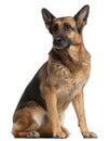 German Shepherd Dog, 10 years old, sitting Royalty Free Stock Photo