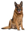 German Shepherd Dog, 11 years old, sitting Royalty Free Stock Photo