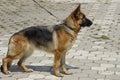 German shepherd dog