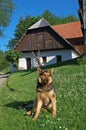 German shepherd dog