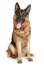 German Shepherd dog Royalty Free Stock Photo