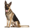 German Shepherd Dog, 2 and a half years old Royalty Free Stock Photo