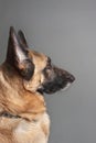 German Shepherd Dog Royalty Free Stock Photo