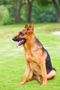 A German shepherd dog is sitting on the grassland