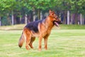 A German shepherd dog is standing on the grassland