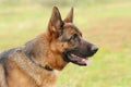 German shepherd dog Royalty Free Stock Photo