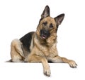 German Shepherd dog, 4 years old Royalty Free Stock Photo