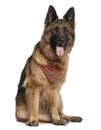 German Shepherd dog, 5 years old, sitting Royalty Free Stock Photo