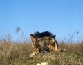 German Shepherd Dog, Adult laying Down on Grass, Submissive Posture