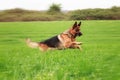 German shepherd dog