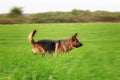 German shepherd dog