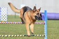 German Shepherd at a Dog Agility Trial Royalty Free Stock Photo