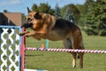 German Shepherd at a Dog Agility Trial Royalty Free Stock Photo